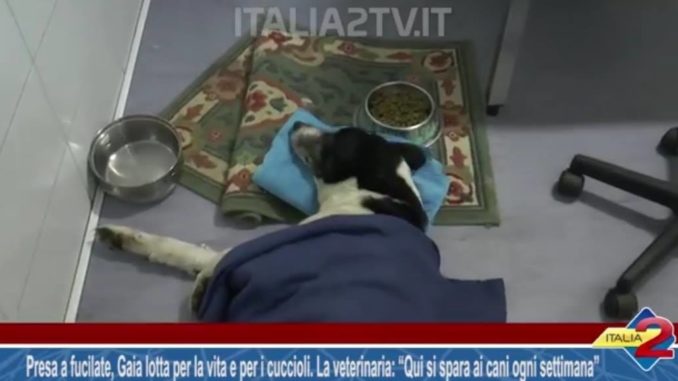 Maltrattamento Animali